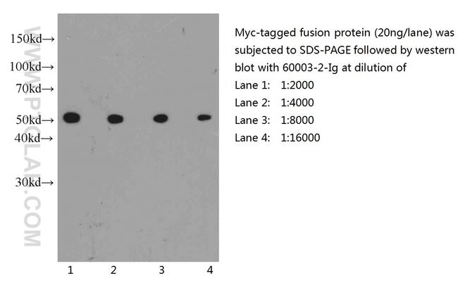 MYC tag Antibody in Western Blot (WB)
