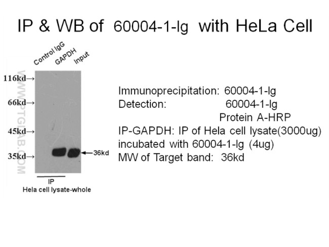 GAPDH Antibody in Immunoprecipitation (IP)