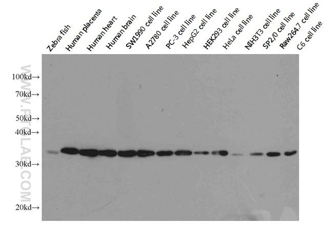 GAPDH Antibody in Western Blot (WB)