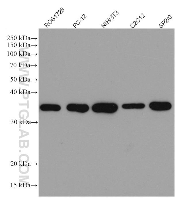 GAPDH Antibody in Western Blot (WB)