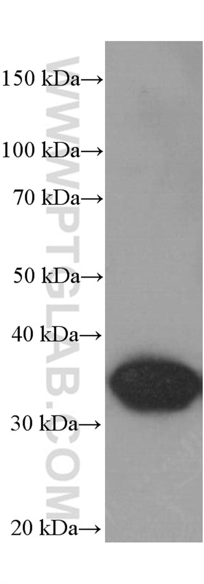 GAPDH Antibody in Western Blot (WB)