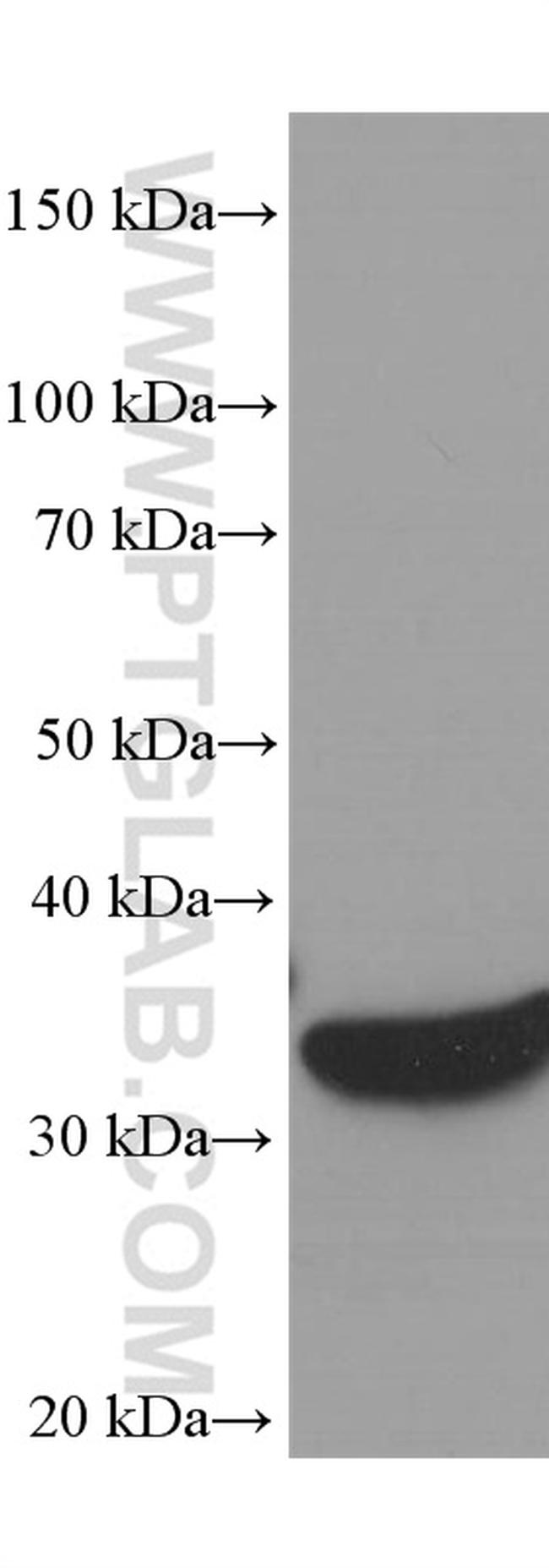 GAPDH Antibody in Western Blot (WB)