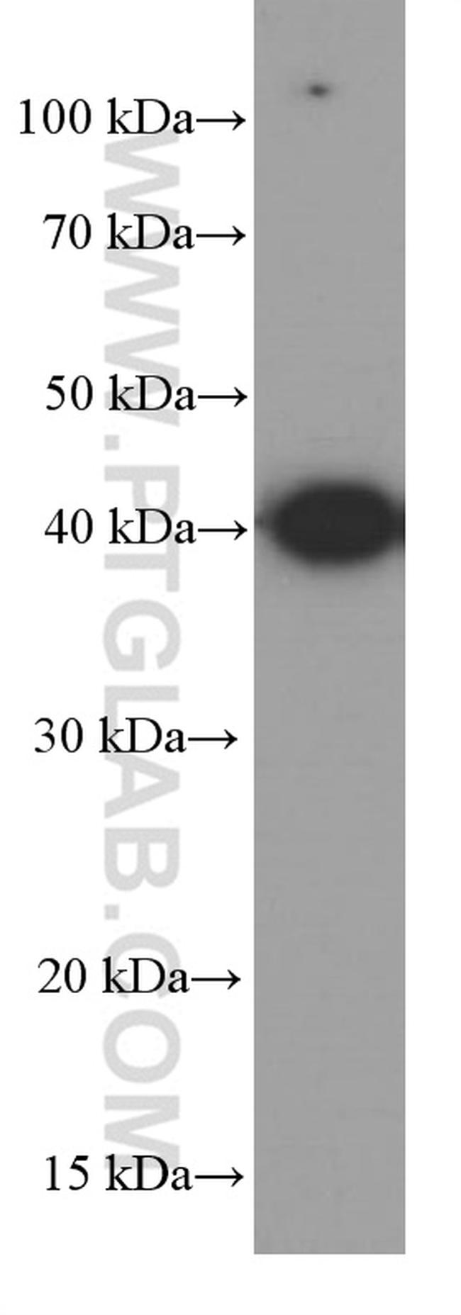 GATA1 Antibody in Western Blot (WB)