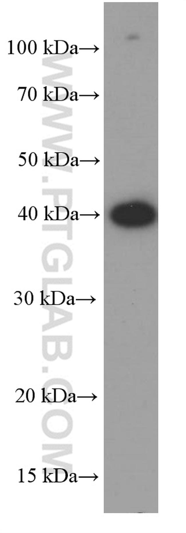 GATA1 Antibody in Western Blot (WB)