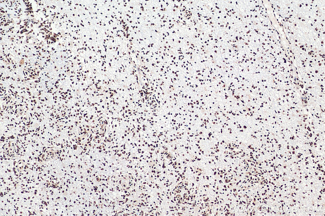 TDP-43 Antibody in Immunohistochemistry (Paraffin) (IHC (P))