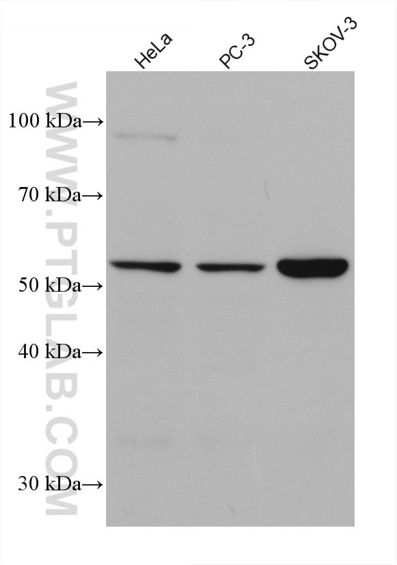 KMO Antibody in Western Blot (WB)