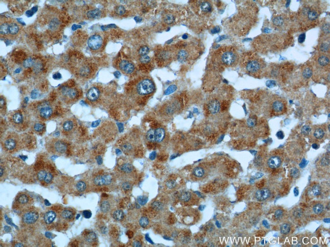 KMO Antibody in Immunohistochemistry (Paraffin) (IHC (P))