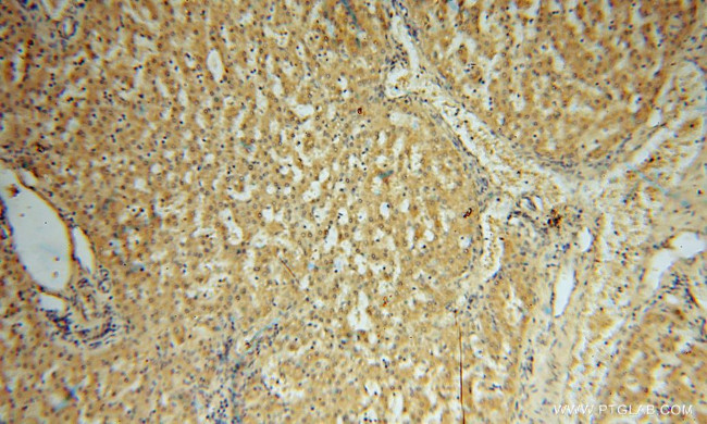 KMO Antibody in Immunohistochemistry (Paraffin) (IHC (P))