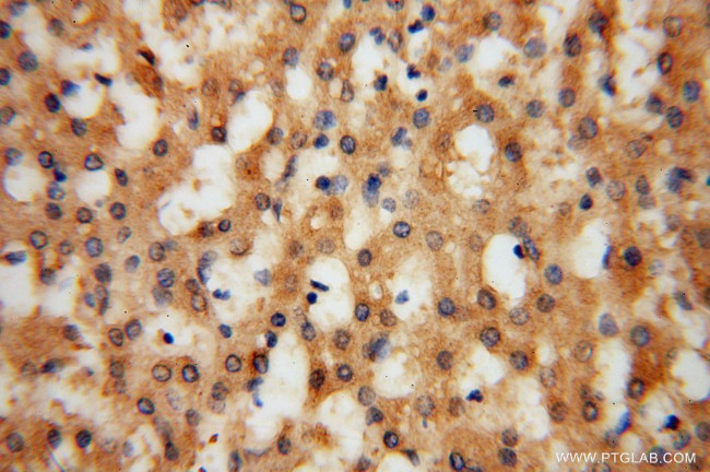 KMO Antibody in Immunohistochemistry (Paraffin) (IHC (P))