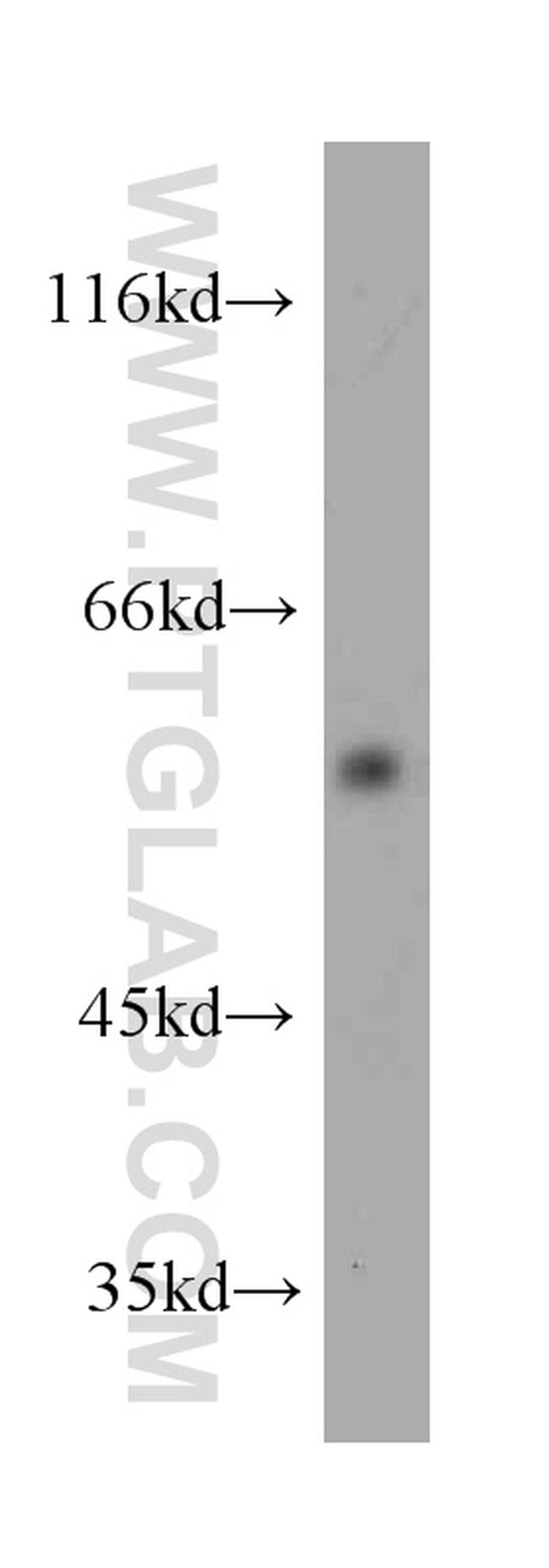 KMO Antibody in Western Blot (WB)