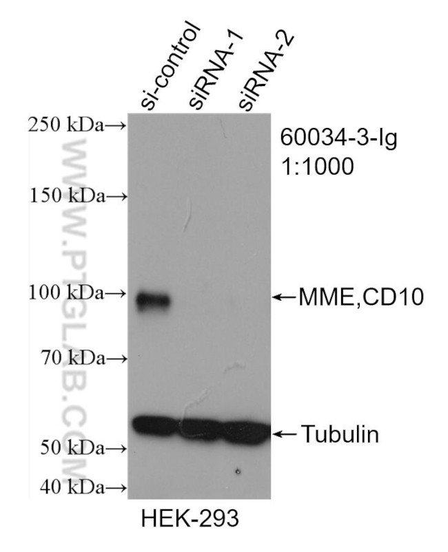 MME/CD10 Antibody in Western Blot (WB)
