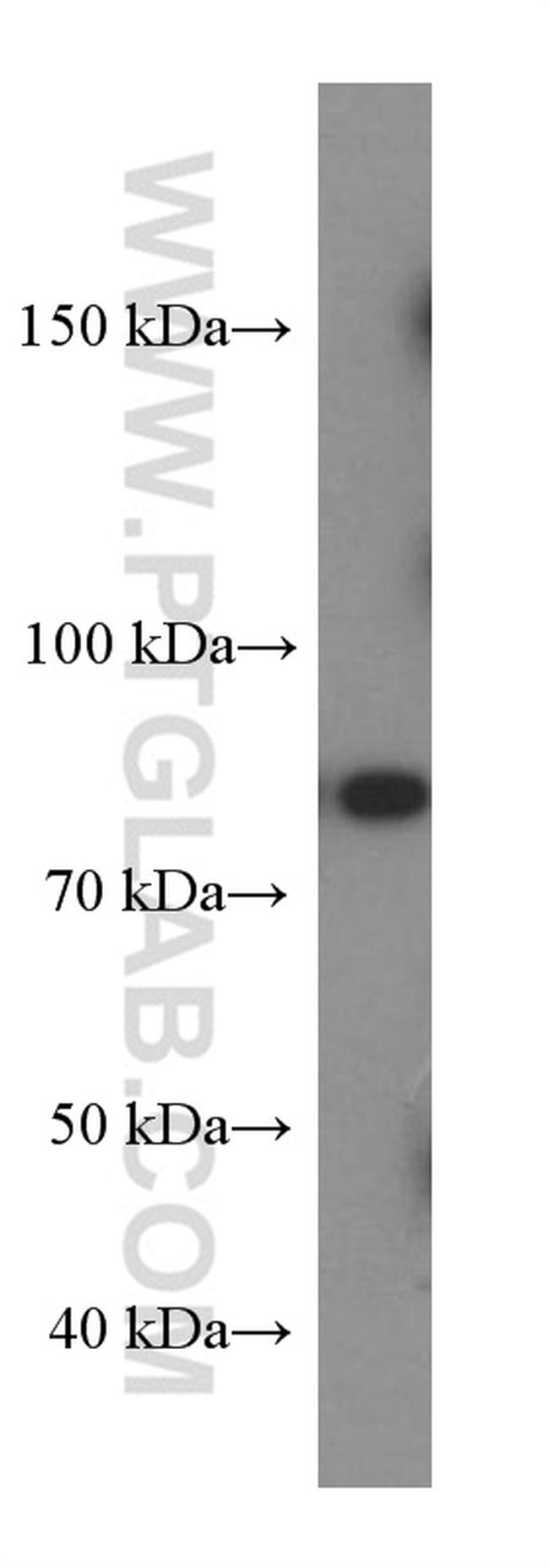 SLAM/CD150 Antibody in Western Blot (WB)