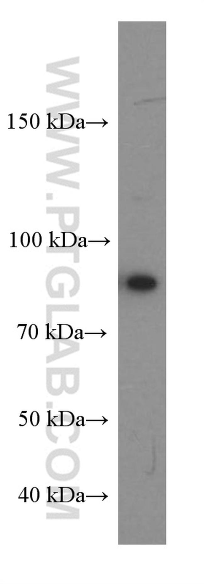 SLAM/CD150 Antibody in Western Blot (WB)