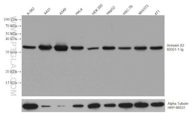 Annexin A2 Antibody in Western Blot (WB)