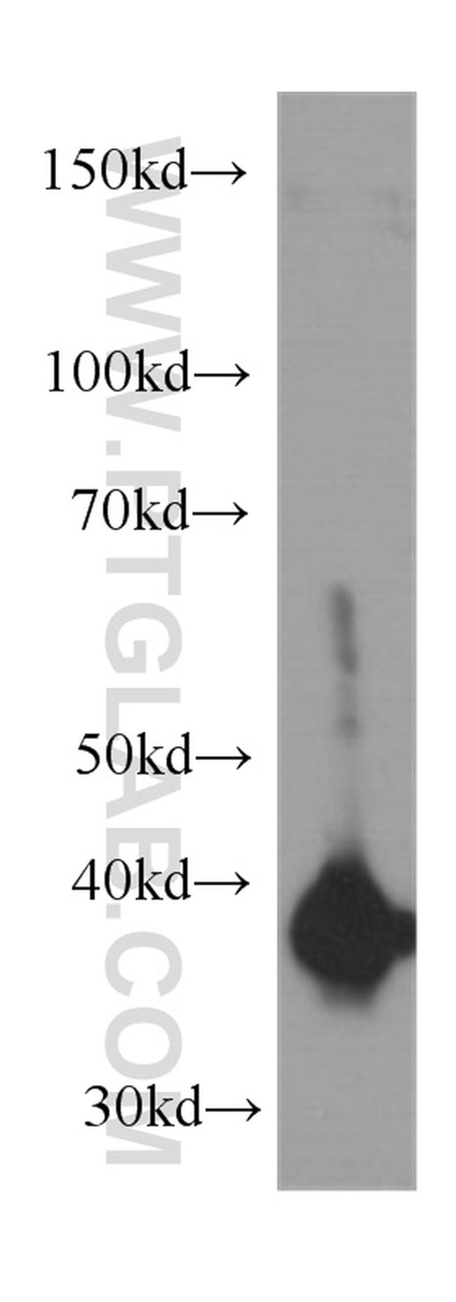 Annexin A2 Antibody in Western Blot (WB)