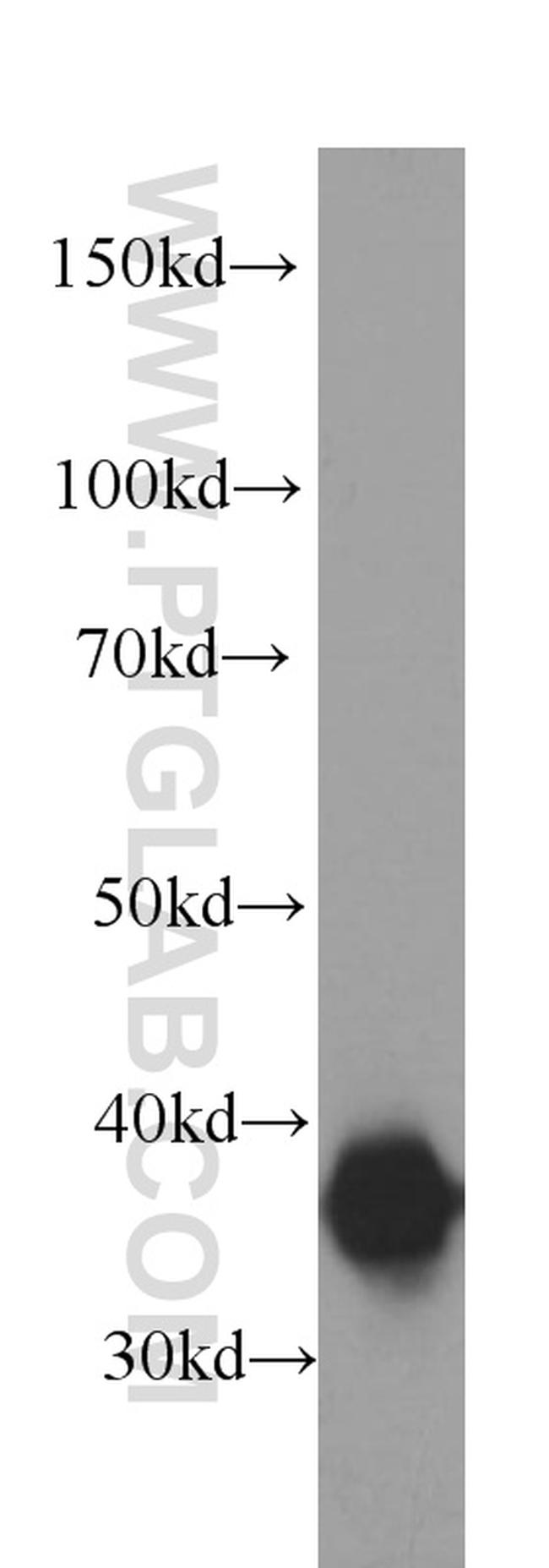 Annexin A2 Antibody in Western Blot (WB)