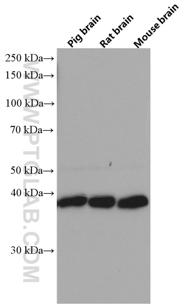 STOML2 Antibody in Western Blot (WB)