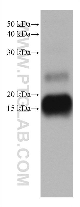 MGP Antibody in Western Blot (WB)