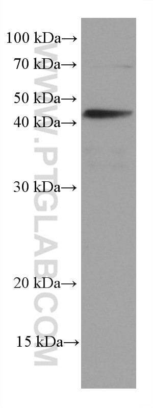 Stanniocalcin 2 Antibody in Western Blot (WB)