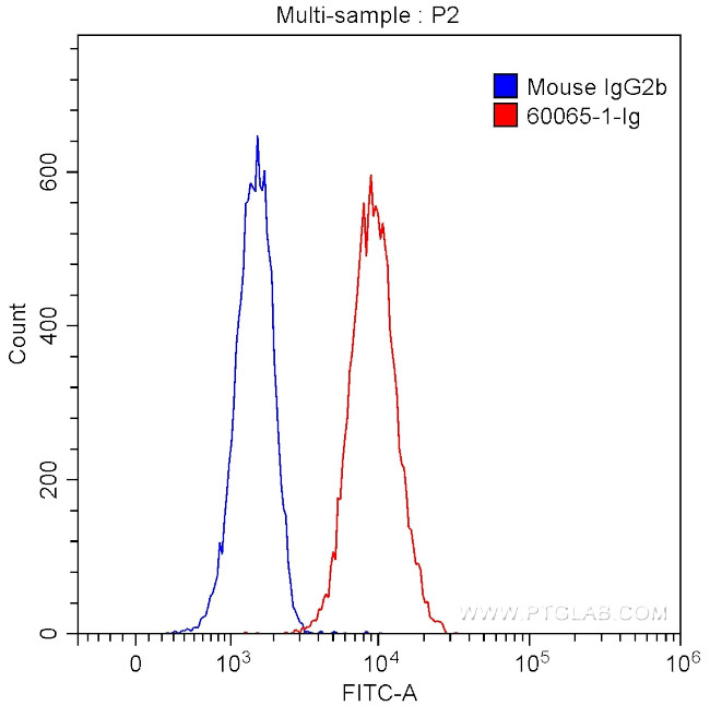 CXCR3B Antibody in Flow Cytometry (Flow)