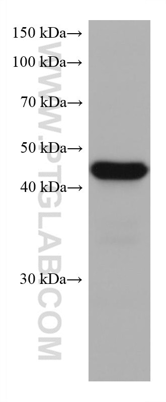 CXCR3B Antibody in Western Blot (WB)