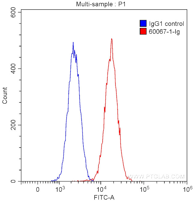 Neuropilin 1 Antibody in Flow Cytometry (Flow)