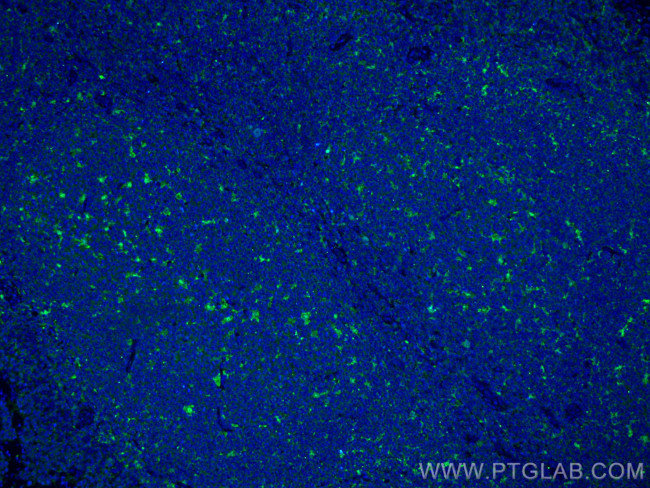 IL18 Antibody in Immunohistochemistry (PFA fixed) (IHC (PFA))