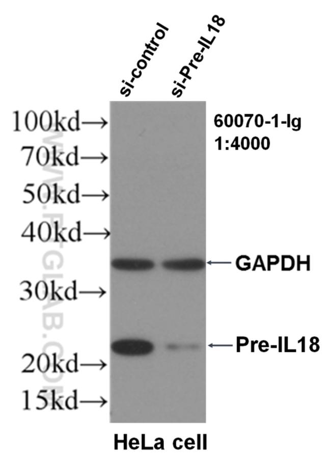 IL18 Antibody in Western Blot (WB)