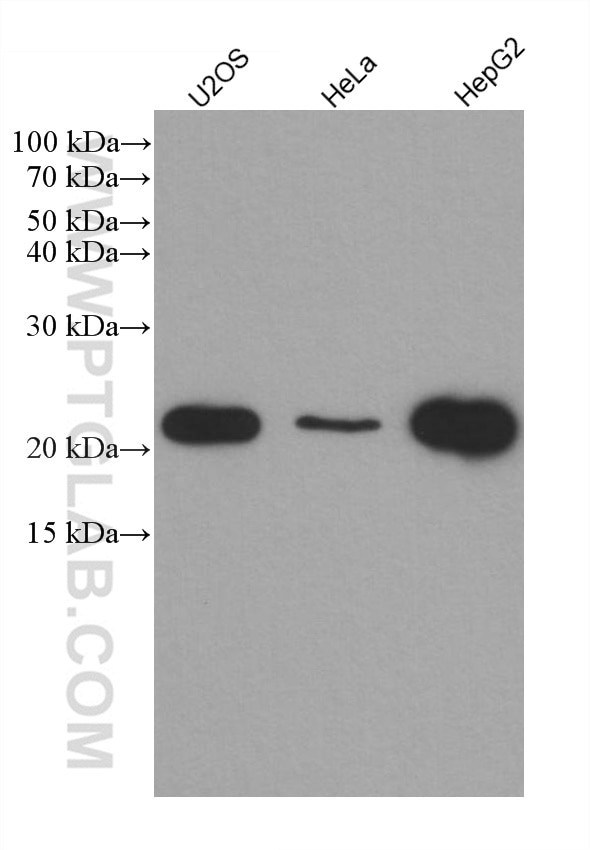 IL18 Antibody in Western Blot (WB)