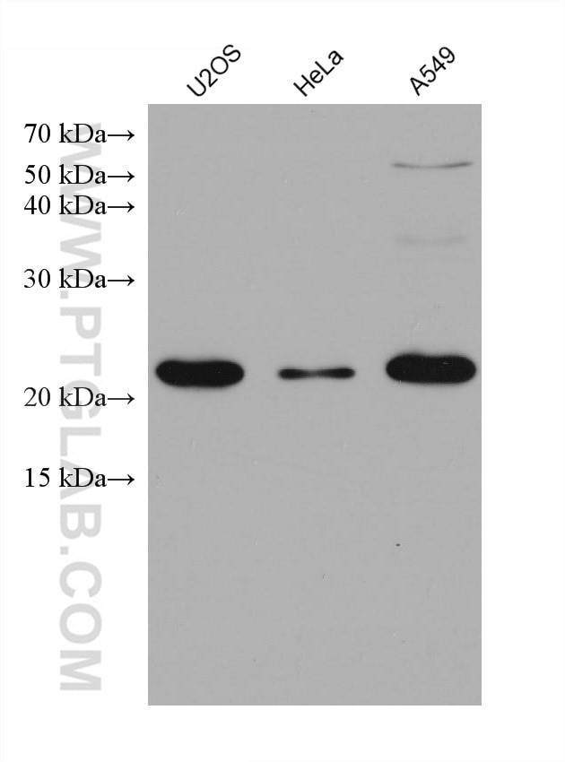 IL18 Antibody in Western Blot (WB)