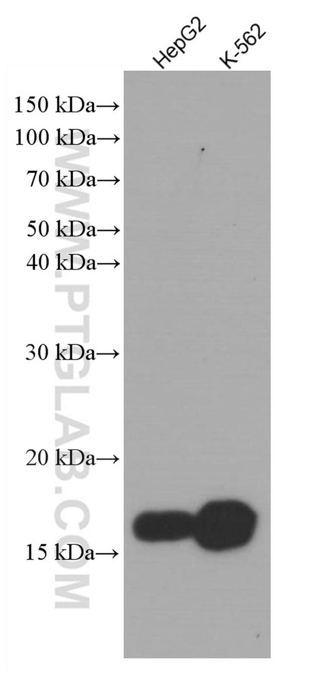 IFITM1 Antibody in Western Blot (WB)