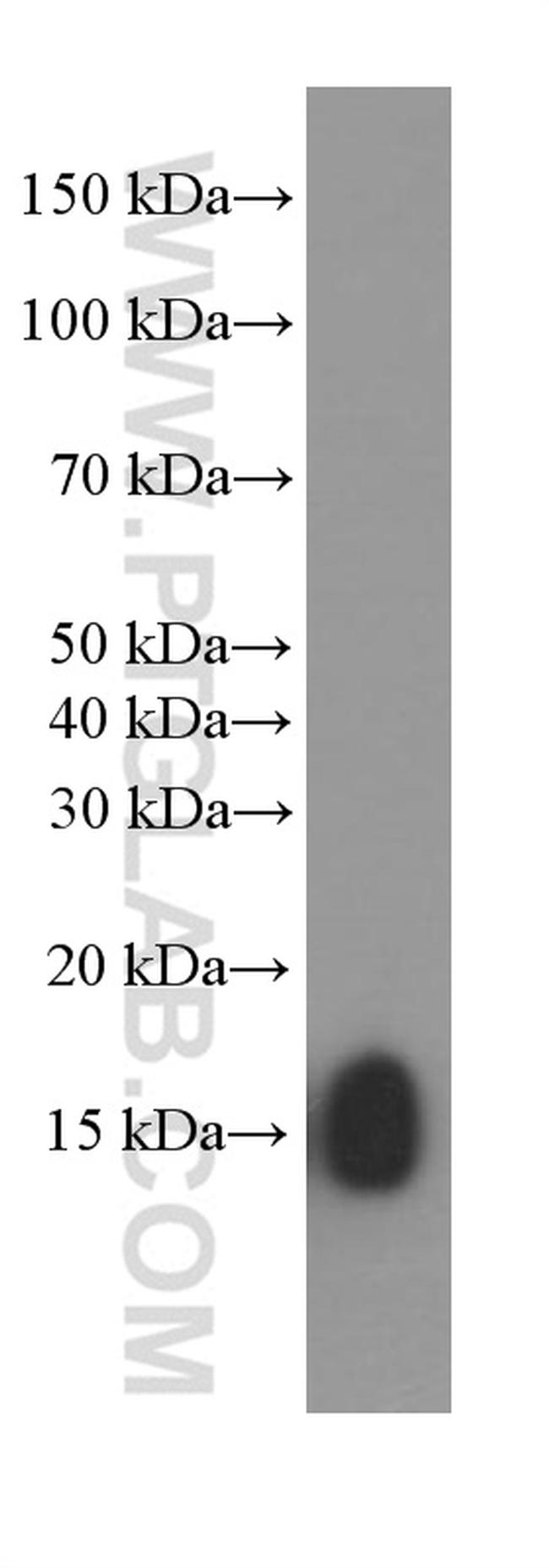 IFITM1 Antibody in Western Blot (WB)