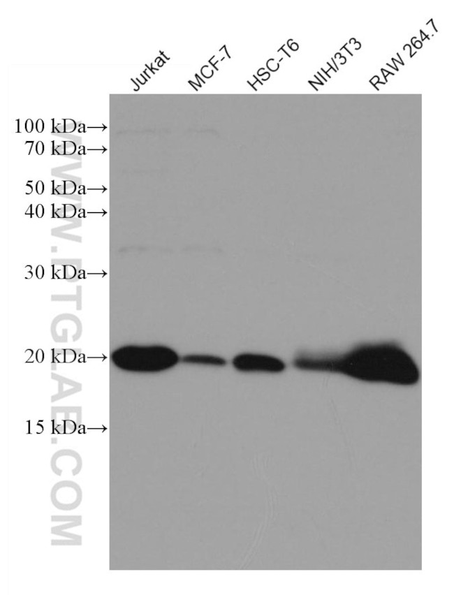 RAC2 Antibody in Western Blot (WB)