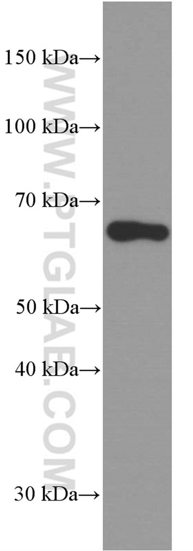 Fibulin 5 Antibody in Western Blot (WB)