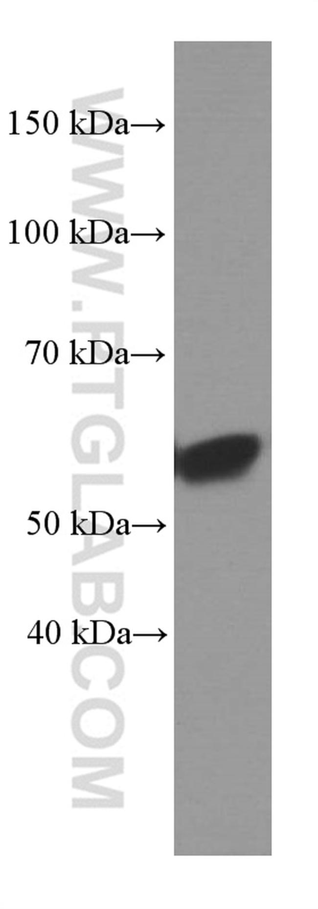 Fibulin 5 Antibody in Western Blot (WB)