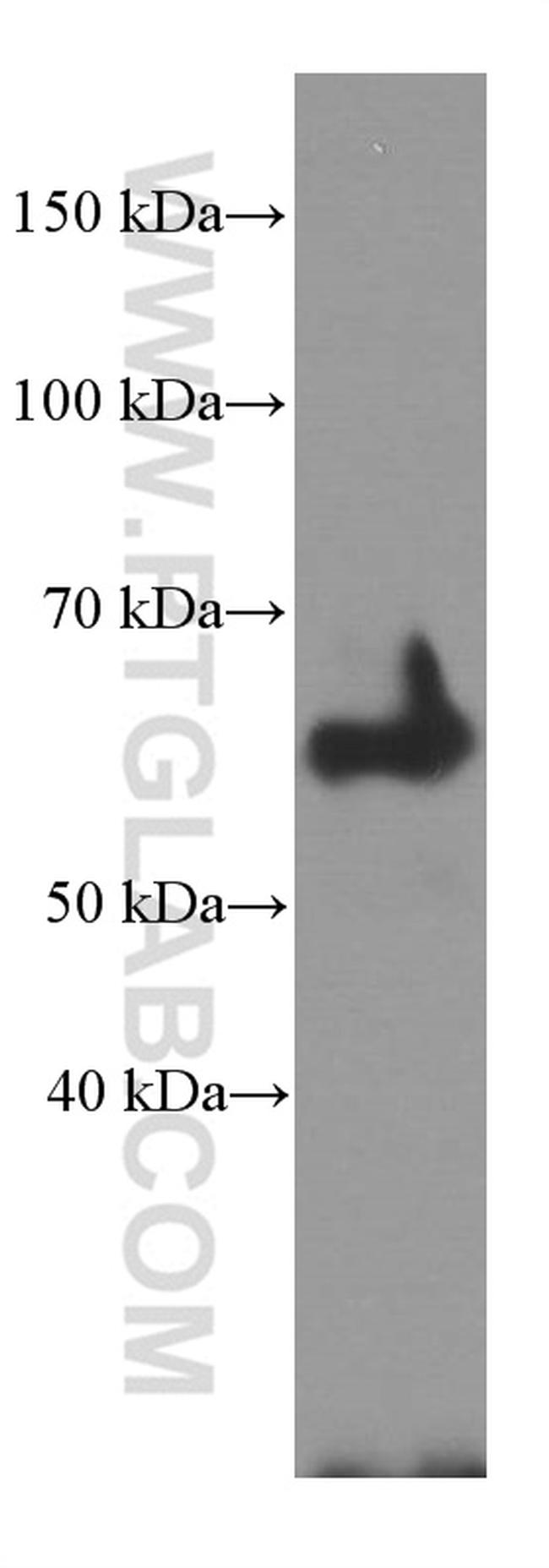 Fibulin 5 Antibody in Western Blot (WB)