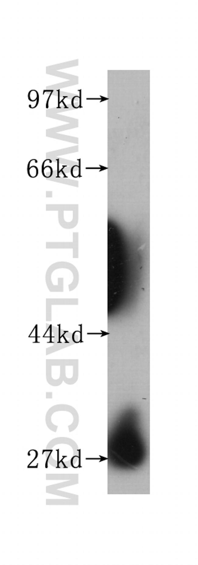 Prohibitin Antibody in Western Blot (WB)