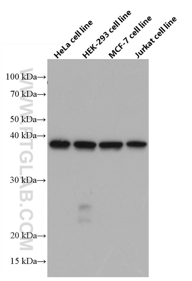B23/NPM1 Antibody in Western Blot (WB)