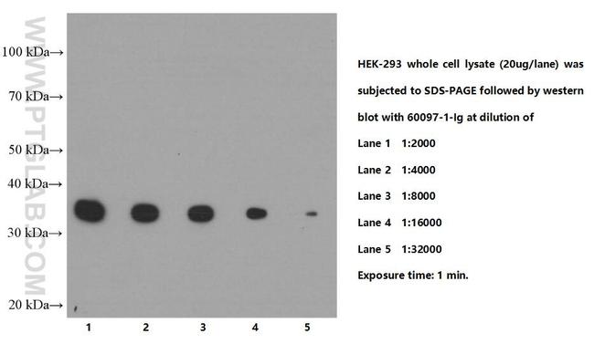 PCNA Antibody in Western Blot (WB)