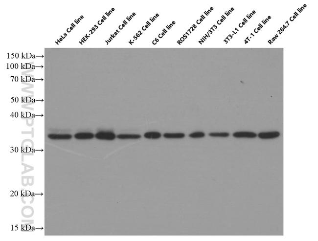 PCNA Antibody in Western Blot (WB)