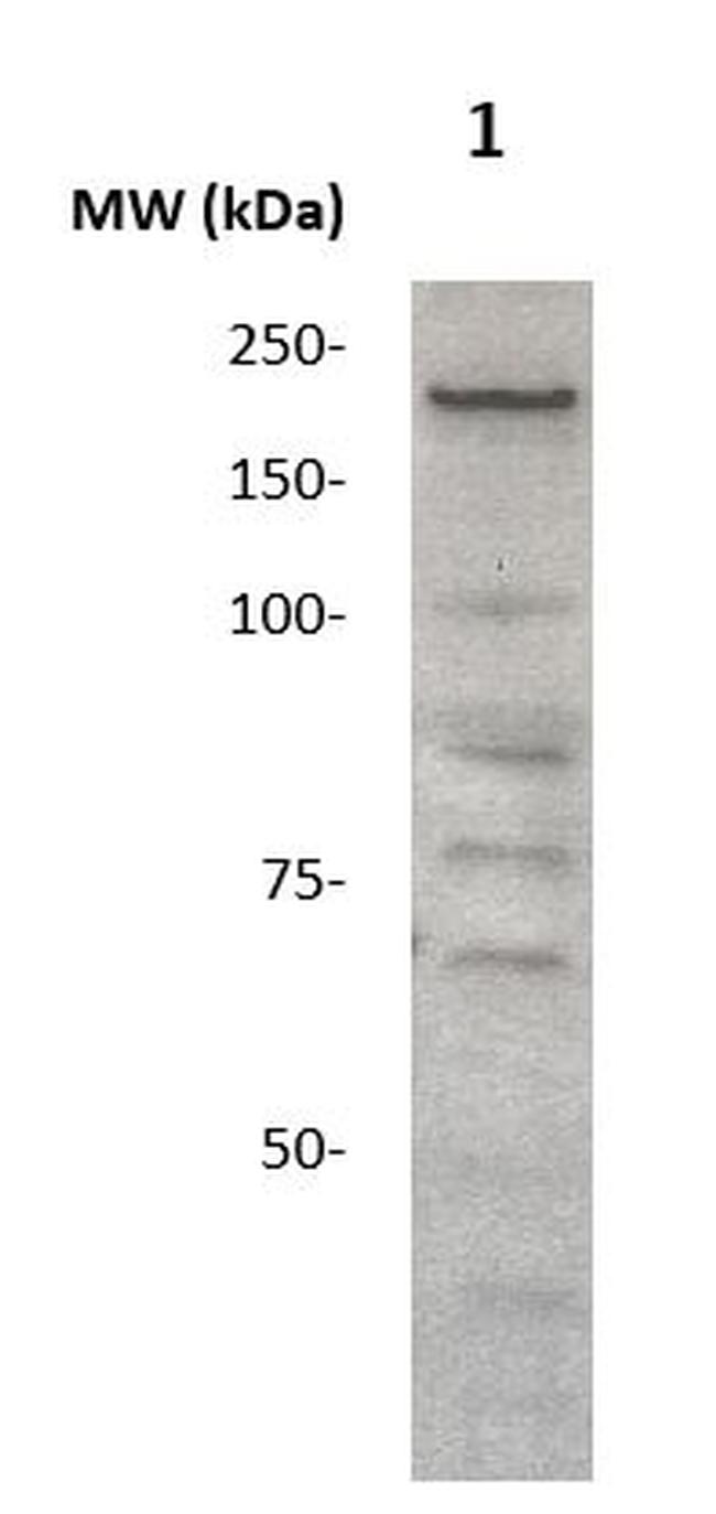 LRP6 Antibody in Western Blot (WB)