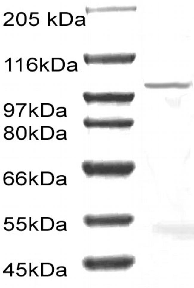 CD156b Antibody in Western Blot (WB)