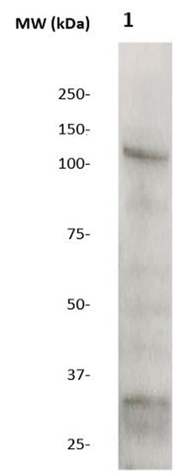 OCT-1 Antibody in Western Blot (WB)