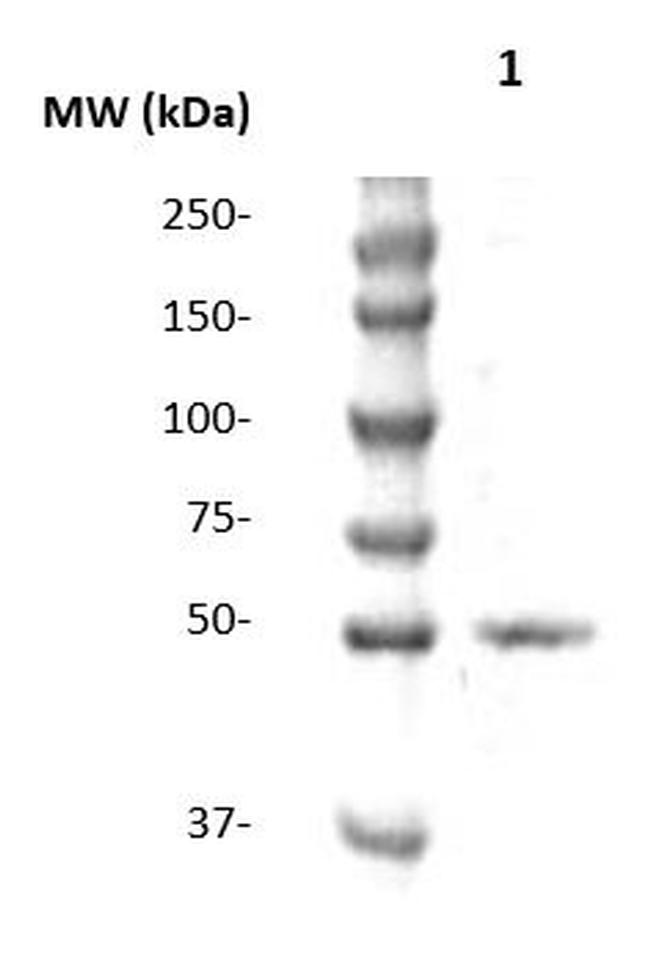 SOX-1 Antibody in Western Blot (WB)