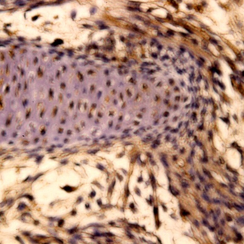 SOX-6 Antibody in Immunohistochemistry (Paraffin) (IHC (P))