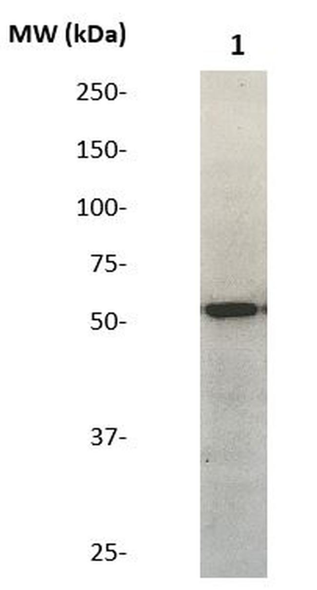 GATA-6 Antibody in Western Blot (WB)