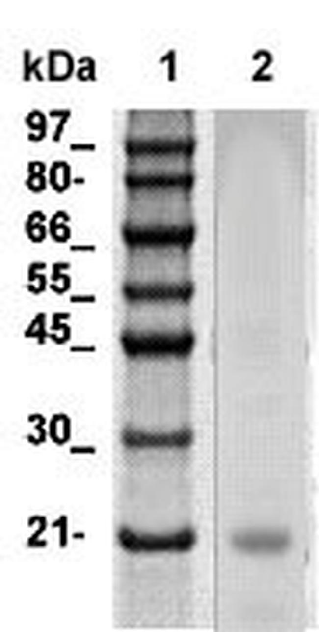 ANP (Atrial Natriuretic peptide)/BNP Antibody in Western Blot (WB)