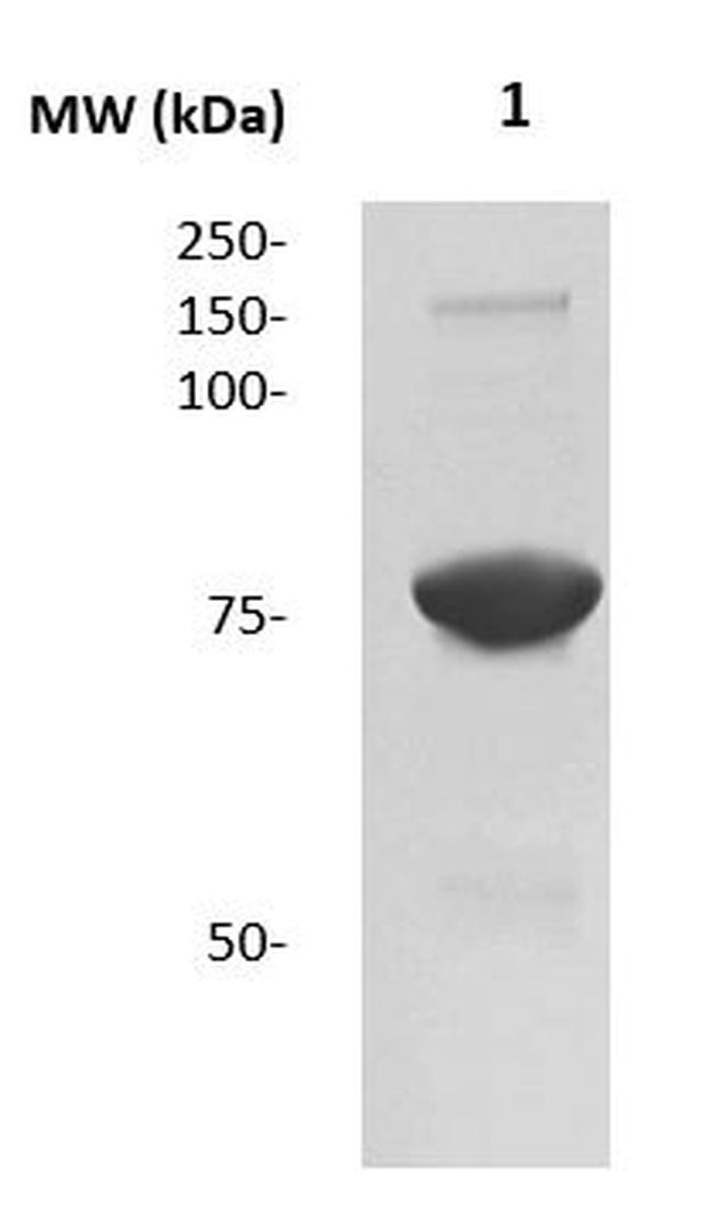 Ovotransferrin Antibody in Western Blot (WB)