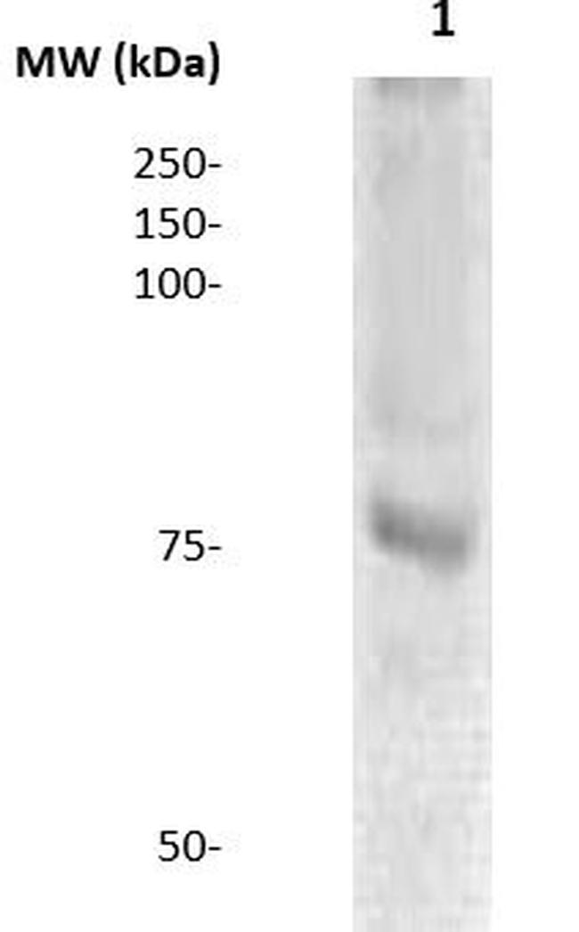 DBF4B Antibody in Western Blot (WB)