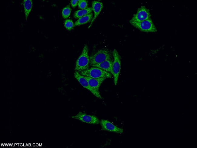 SERPINA10 Antibody in Immunocytochemistry (ICC/IF)